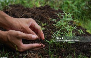 Planting a trees is adding green space to the earth.