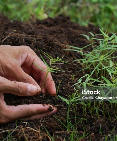 Planting a trees is adding green space to the earth.